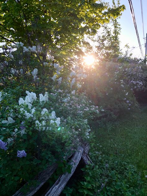 Banks of beautiful lilacs this spring, heavenly scents. City of Kawartha Lakes. Kawartha Lakes, Lake Ontario, Banks, Ontario, Scents, Lilac, Country Roads, Lake