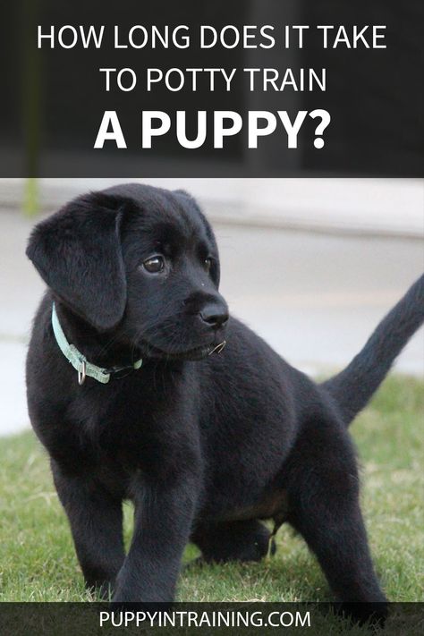 I've had my 8 week old puppy for 4 days now and she's still peeing and pooping in the house!? How long will it take to potty train my puppy? How To Train A Puppy To Pee Outside, Training A Lab Puppy, Lab Puppy Training, 8 Week Old Puppy, Train A Puppy, House Training Puppies, Dog Potty Training, Potty Train, Dog Training Treats