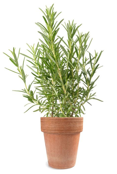 Whether you like to garden, cook, or make DIY body products, rosemary is a must-have for your garden! Learn about the countless ways rosemary plants provide benefits in the garden, the kitchen, and for your health. Rosemary is an exceptionally versatile herb to add to your garden and we provide all the information even a beginner gardener would need to grow all the rosemary anyone could possibly want. Rosemary Plant Indoors, Rosemary In A Pot, Rosemary In Pots, Diy Body Products, Potted Rosemary, Using Rosemary, Rosemary Plants, Rosemary Tree, Rosemary Flower