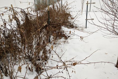 Winterizing Plants, Pruning Raspberries, Raspberry Patch, Raspberry Bushes, Raspberry Canes, Blackberry Bush, Trellis System, Raspberry Bush, Raspberry Plants