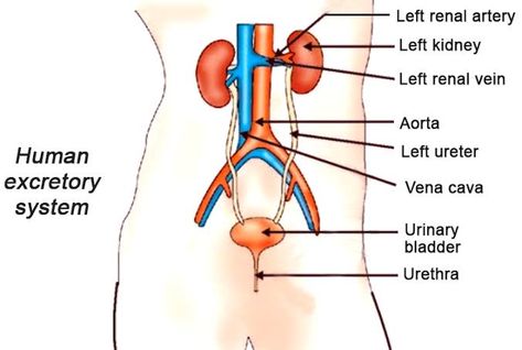 Human Excretory System Diagram, Excretory System Diagram, Human Excretory System, Science Diagrams, Excretory System, Class 10, Google Search, Human