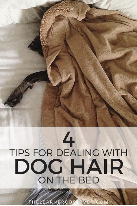 4 wayd to help keep pet hair off the bed for good! | TheLearnerObserver.com How To Keep Dog Hair Off Bed, How To Get Dog Hair Off Blankets, Dog Hair Cleaning, Dog Hair Removal, Cleaning Pet Hair, Fur Bedding, Cool Comforters, Cesar Millan, Best Duvet Covers