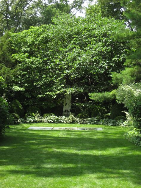 Big Trees In Backyard, Green Backyard, Big Yard, Backyard Views, Summer Trees, Big Backyard, House Backyard, Large Backyard, Big Tree