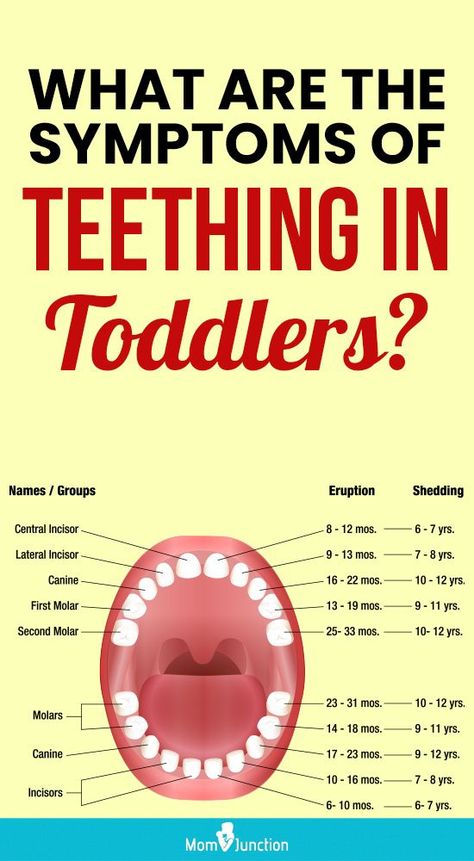 So what teeth does a toddler get between one and three years of age? And how can you deal with the symptoms of teething at the time? In this MomJunction article, we tell you all you need to know about teething in toddlers and how to ease a toddler’s teething pain. 2 Year Molars Teething Tips, Teething Hacks For Toddlers, Toddler Teething Remedies, Toddler Teething, Teething Chart, Teething Symptoms, Teething Toddler, New Teeth, Tooth Chart