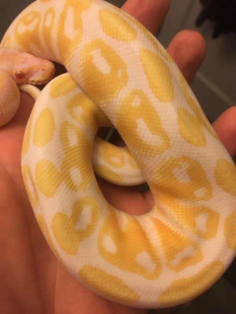 This is one of my other snakes Morty. He is a 1 year old albino ball python. I really enjoy not only his colors which are a nice white and yellow but the patterns on his skin as well. They remind me of little alien heads because of the shape of his yellow splotches and the white dots that look like eyes. #BiologyStory Albino Ball Python Aesthetic, Yellow And White Snake, Yellow Ball Python, Albino Ball Python, Snake Yellow, Python Royal, Yellow Python, Rosy Boa, Animal Makeup