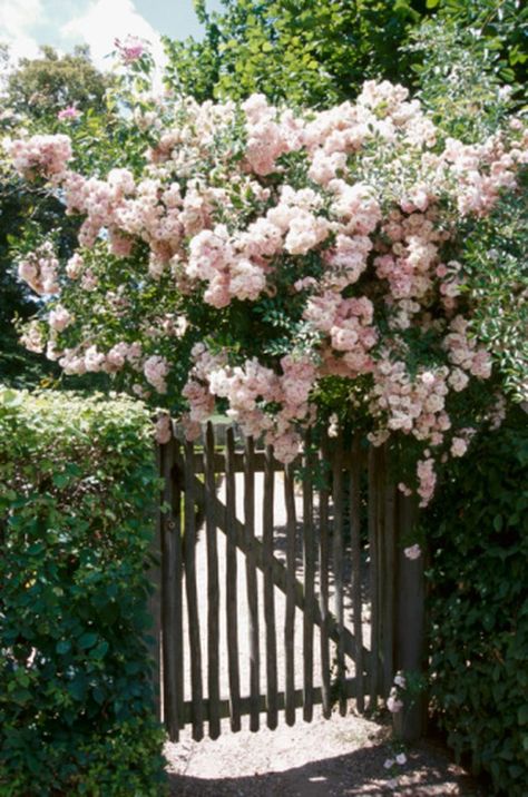 What Trellis Plant Is Not Poisonous to Dogs?   climbing roses New Dawn Rose, Pink Flower Bed, New Dawn Climbing Rose, Lady Banks Rose, Rose Cuttings, Spring Hill Nursery, Rose Care, Heirloom Roses, Trellis Plants