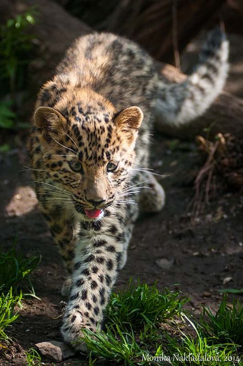 Young Amur Leopard by amrodel on DeviantArt Prague Zoo, Amur Leopard, Magical Nature, Leopard Cub, Nature Tour, Animal Art Prints, Rare Animals, Endangered Animals, Animal Sketches