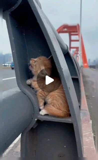 Carlos Rodríguez Peña on Instagram: "❤️🐱❤️" Baby Kitten Videos, Cutest Kittens Ever, Best Cat Gifs, Pet Kitten, Kitten Love, Kitten Gif, Baby Kittens, Deck Furniture, Cute Cat Gif