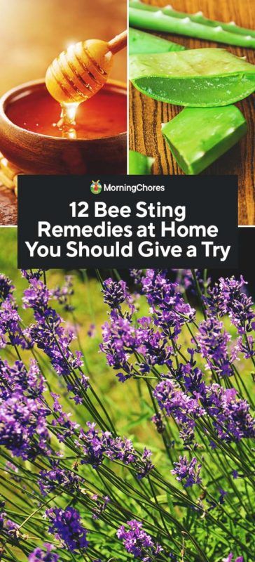 12 Bee Sting Remedies at Home You Should Give a Try Honey Bee Sting Remedy, How To Treat A Bee Sting, Natural Bee Sting Remedy, Bee Sting Remedies, Bee Sting Remedy, Bee Sting Swelling, Bee Sting Relief, Wasp Sting Remedy, Treating Bee Stings