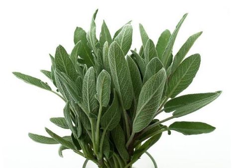 Sage Uses, How To Make Oil, Sage Essential Oil, Sage Oil, Aromatic Plant, Indoor Herb Garden, Diy Cosmetics, Diy Essential Oils, Natural Care