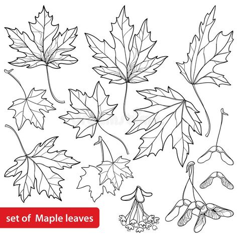 Maple Leaf Drawing, Autumn Leaves Art, Easy Drawing Steps, Leaf Outline, Leather Tooling Patterns, Tree Tattoo Designs, Flower Bunch, Leaves Illustration, Pencil Drawings Easy