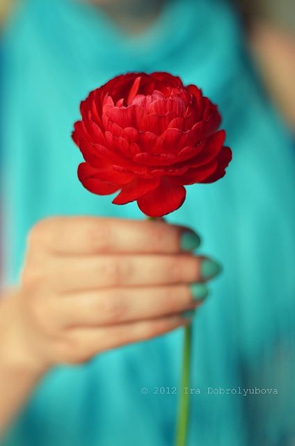 Red Cottage, Colorful Roses, Red And Teal, Red Turquoise, Aqua Turquoise, Red Flower, Tiffany Blue, Flower Field, Turquoise Color