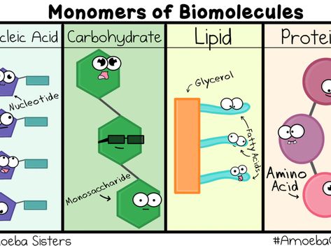 Macro Molecules Notes, Carbohydrates Biochemistry, Carbohydrates Structure, Macro Molecules, Macromolecules Biology, Biology Topics, Food Museum, Biochemistry Notes, Cells Worksheet