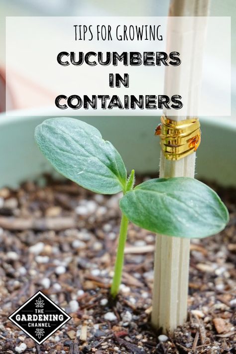 Learn how to grow cucumbers in containers with these gardening tips, including cucumber varieties that grow well in planters and container gardens. Growing Cucumbers In Containers, Cucumbers In Containers, Cucumber Seedlings, Grow Cucumbers, Gemüseanbau In Kübeln, Cucumber Gardening, Cucumber Varieties, Growing Tomatoes In Containers, Container Garden Design