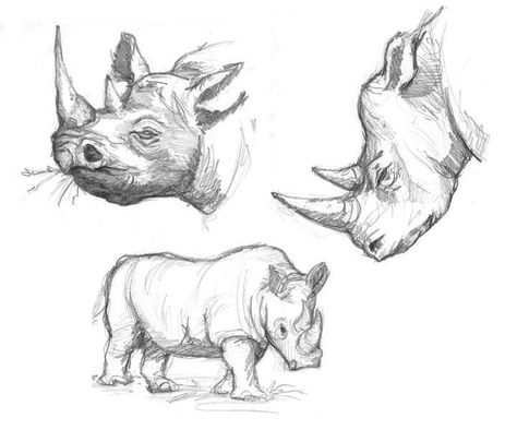 Rhino Painting, Rhino Tattoo, Rhino Art, Pencil Drawings Of Animals, Nature Sketch, Industrial Design Sketch, Art Tools Drawing, Rhinos, Desenho Tattoo