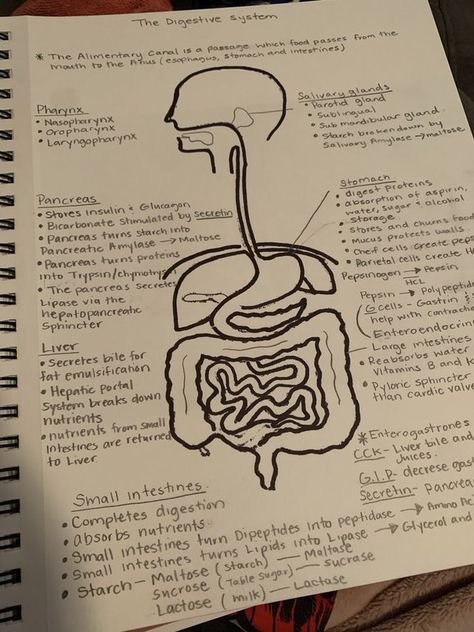 🧠ᗪᗩᖇEEᑎ ᗩᒪ-ᔕᑌᗷEIᗩI🧠 on X: "Digestive system 😍❤ https://t.co/mijQUvPbJZ" / X Nutrition In Human Beings Notes, Digestive System Aesthetic, Digestive System Notes Aesthetic, Digestive System Notes, Brain Drawing Simple, Digestive System Diagram, King Abdulaziz, Biology Diagrams, Learn Biology