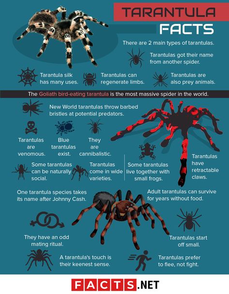 Types Of Tarantulas, Tralanchula Spider, Tarantula Care Guide, Tarantula Aesthetic, Tarantula Enclosure Ideas, Tarantula Pet, Unique Spiders, Spider Facts, Tarantula Hawk Wasp