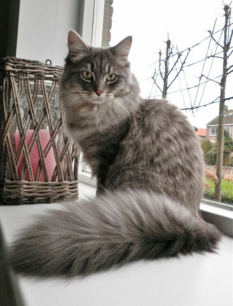 Blue Siberian Cat, Gray Norwegian Forest Cat, Tall Tale, Angora Cats, Cat Tattoos, Norwegian Forest, Siberian Cat, Gorgeous Cats, Forest Cat