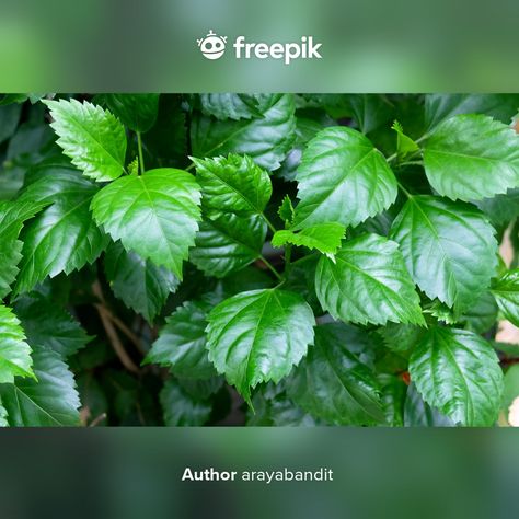 Hibiscus Flower Leaves, Green Hibiscus Wallpaper, Hibiscus Image, Sea Hibiscus, Sea Hibiscus Tree, Hibiscus Leaves, Fresh Green, Hibiscus, Herbs