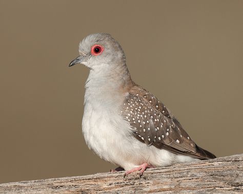 https://flic.kr/p/8mf9PA | Diamond Dove | I tried sneaking up on Diamond Doves. It didn't work. Then just as I was thinking that I wouldn't get even a trashy shot of this species, one landed 10m in front of me and started posing. Nature is freaky sometimes. Diamond Dove, Forest Birds, Pigeon Breeds, Dove Pigeon, Dove Bird, Turtle Dove, Cute Kawaii Animals, Get Even, Kawaii Animals