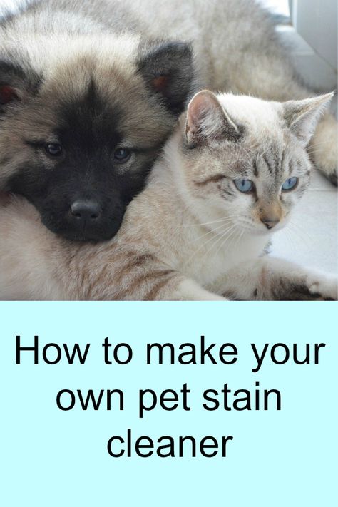 How to make your own pet stain cleaner with products at home.  Cleaner shelves are empty in the stores, so get creative with what you have! Pet Stain Remover, Cleaning Pet Urine, Stain Cleaner, Urine Stains, Pet Urine, Pet Stains, Upholstery Cleaner, Diy Stuffed Animals, Stain Remover