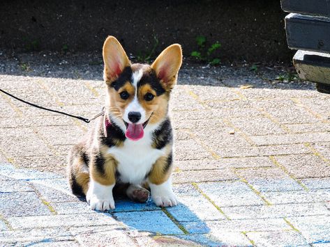 Funny Dog Names, Corgi Names, Names Ideas, Corgi Dog, Pet Names, Dog Names, Funny Dogs, Bulgaria, Dogs