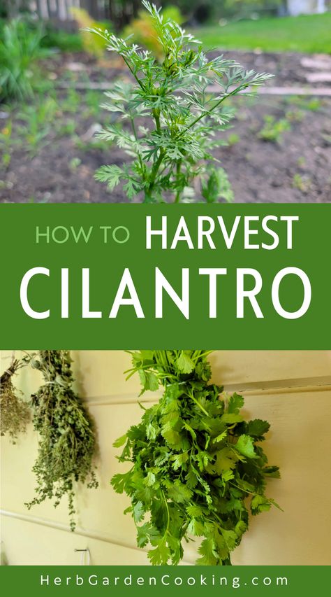 Master the art of harvesting cilantro with our step-by-step guide. Learn how to maximize yields and keep your plants healthy. Harvesting Cilantro, Harvest Cilantro, Grow Cilantro Indoors, How To Harvest Cilantro, Cilantro Plant, Growing Cilantro, Drying Cilantro, Garden Herbs, Garden Cooking