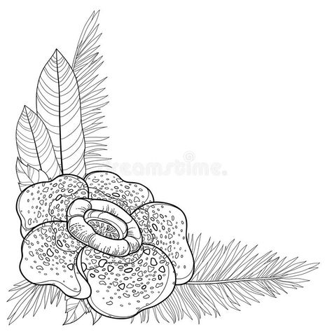 Rafflesia Illustration, Rafflesia Drawing, Raflesia Arnoldi Art, Raflesia Arnoldi, Bunga Rafflesia, Jungle Boys Room, Corpse Lily, Rafflesia Arnoldii, Contour Design