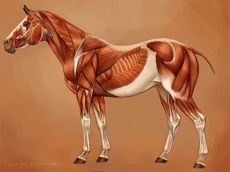 Horse Muscles, Equine Massage, Veterinary Studies, Muscle Structure, Horse's Neck, Healthy Horses, Anatomy Sculpture, Horse Info, Horse Anatomy