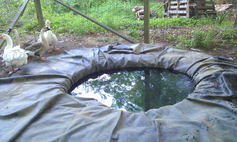 Click this image to show the full-size version. Small Duck Pond, Duck Ponds, Duck Pens, Beautiful Pond, Hole In The Ground, Chicken Flock, Duck Coop, Pond Cleaning, Duck House