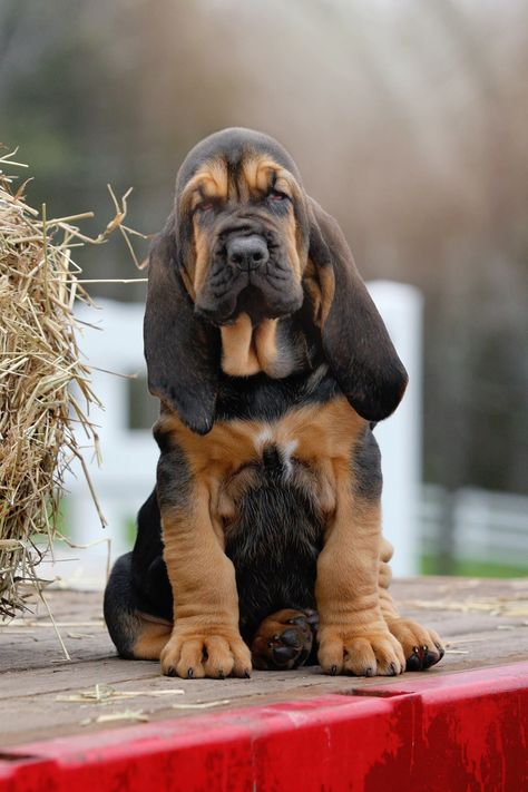 #bloodhound Wallpaper Puppy, Bloodhound Puppy, Blood Hound, Bloodhound Puppies, Tattoo Animals, Bloodhound Dogs, Hound Dogs, Basset Hound Puppy, Hound Puppies