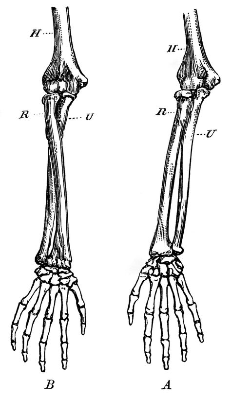 Forearm Bones | ClipArt ETC Arm Skeleton Reference, Human Bones Drawing, Forearm Bone Tattoo, Skeleton Arm Drawing, Bone Art Drawing, Humerus Tattoo, Skeleton Arm References, Hand Bones Drawing, Hand Drawing Skeleton Bones