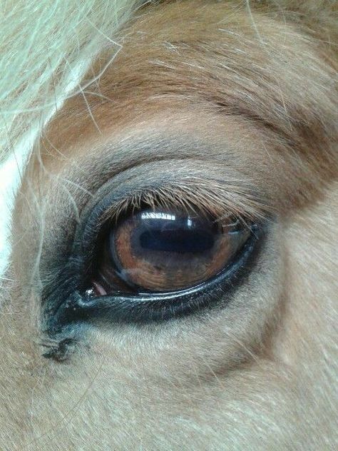 Horses Eyes Drawing, Painting Horse Eyes, Horse Eye Painting, Horse Eyes Drawing, Horse Eye Drawing, Horses Eyes, Horse Faces, Regard Animal, Animals Tattoo