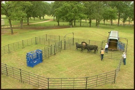 Bud Box Corral System for 100 Head Cattle Corrals, Cattle Barn, Raising Cattle, Cattle Panels, Farm Layout, Future Farms, Beef Cattle, Farm Cow, Cattle Farming