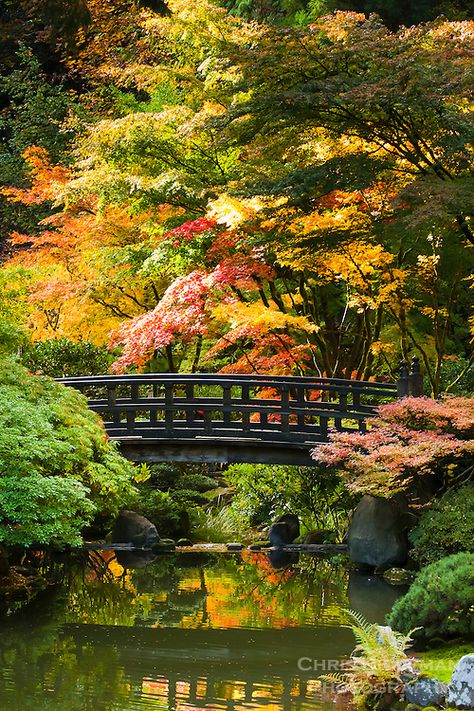 Moon Bridge, Beautiful Japanese Gardens, Funny Vine, Portland Japanese Garden, Pond Garden, Japanese Garden Landscape, Japan Garden, Japanese Garden Design, Asian Garden