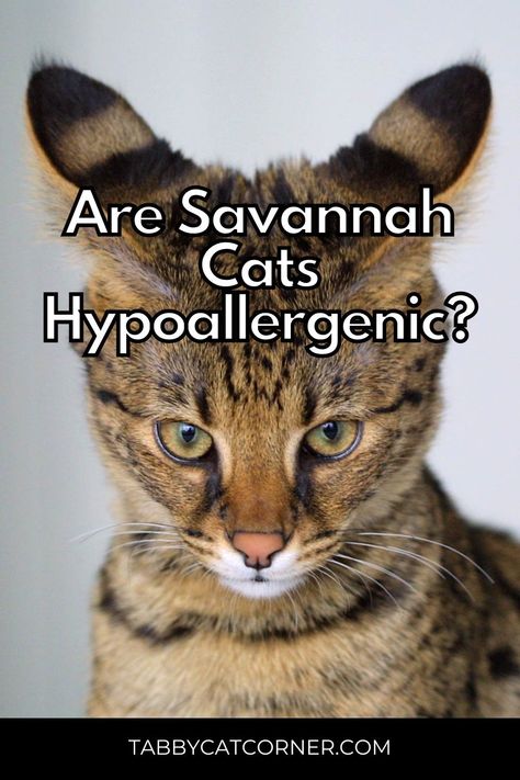 If you're planning to get a cat you want to know whether fur shedding will be a problem! Are Savannah cats hypoallergenic? Click to read the full article and find out the answer! F5 Savannah Cat, Cats Hypoallergenic, Savannah Cats, F2 Savannah Cat, Savannah Cat, Must Read, Cat Breeds, A Cat, Savannah