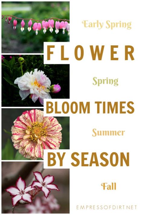 Grab this list of flower bloom times through the seasons to plan your garden from spring to fall. #flowergardening #calendar #empressofdirt Tropical Gardening, Growing Calendar, Aesthetic Gardening, Pallet Gardening, Kitchen Gardening, Flower Calendar, Gardening Aesthetic, Gardening Quotes, Winter Gardening