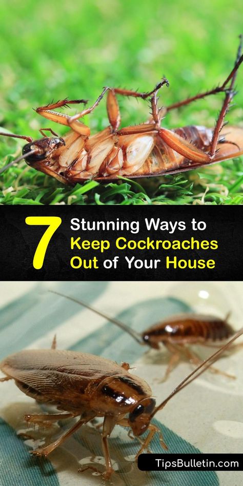 Essential Oils To Get Rid Of Roaches, How To Get Rid Of Cockroaches Fast Diy, Natural Roach Repellent For Home, How To Kill Cockroaches Fast, Kill Ticks In Yard, Roach Infestation How To Get Rid Of, Kill Roaches Fast, Roaches Get Rid Of Diy, Get Rid Of Cockroaches Fast