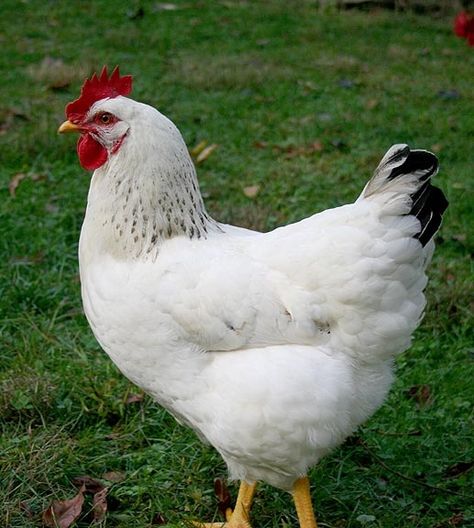 Delaware Chickens, Meat Birds, Chicken Pictures, Fancy Chickens, Plymouth Rock, Beautiful Chickens, Hatching Eggs, Chickens And Roosters, Chicken Breeds