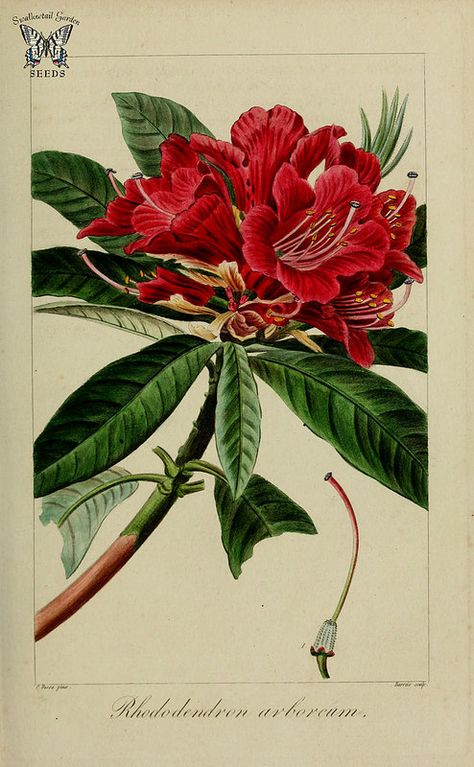 Tree rhododendron. Rhododendron arboreum.  Herbier général de l’amateur, vol. 8 (1817-1827) [P. Bessa] Rhododendron Arboreum, Rhododendron Tattoo, Botanical Printables, Flower Illustrations, Flora Design, Botanical Tattoo, Sketchbook Art Journal, Vintage Botanical Prints, Botanical Illustrations