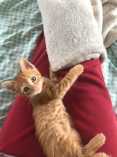 Cute orange tabby kitten with blue eyes Ginger Tabby Kitten, Orange Tabby Kittens, Kitten With Blue Eyes, Tabby Kitten Orange, Ginger Tabby, Orange Kittens, Dream's Cat, Tabby Kitten, Orange Tabby