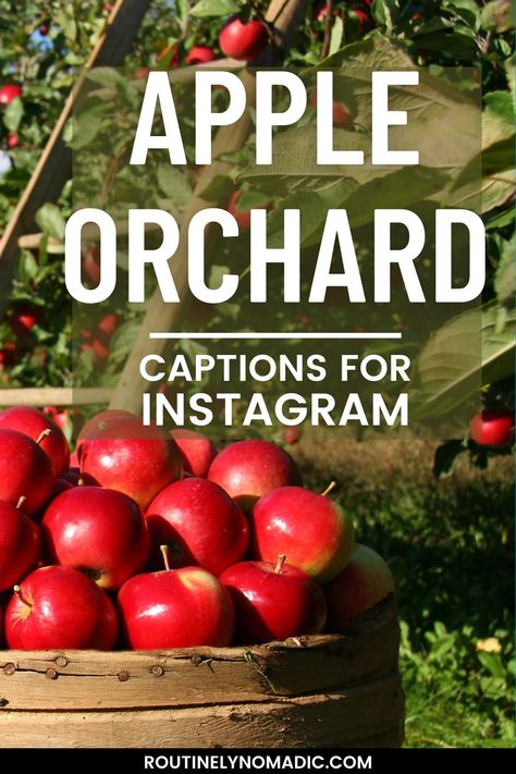 Apple in basket with words Apple Orchard Captions for Instagram Apple Cider Quotes, Apple Orchard Captions For Instagram, Apple Orchard Instagram Captions, Apple Picking Captions For Instagram, Apple Picking Captions, Apple Picking Quotes, Apple Sayings, Apple Picking Caption, Patch Quotes