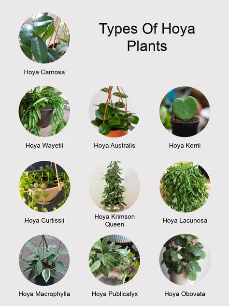 Propagating Hoya Plant, Hoya Varieties Chart, Hoyas Plant Varieties, Types Of Hoya Plants, Unique Indoor Plants, Hoya Plant Varieties, Hoya Types, Hoya Plant Care, Hoyas Plant