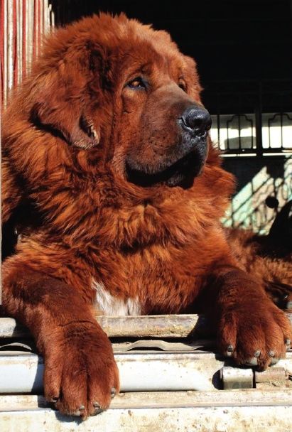 Hong Dong, a Tibetian Mastiff is the world's most expensive dog, purchased in China for 1.5 million Tibetan Mastiff Dog, Pet Anime, Most Expensive Dog, Expensive Dogs, Tibetan Mastiff, Mastiff Dogs, Giant Dogs, Funny Dog Pictures, Siberian Husky