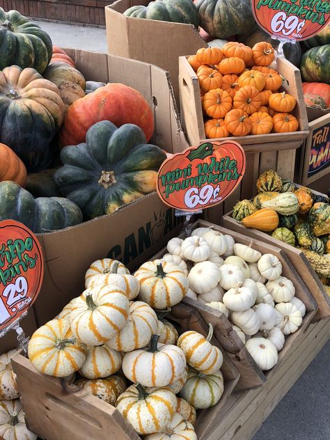 Forget the PSL! Sprint to Trader Joe's For These 15 Healthy Pumpkin Products Trader Joe’s Pumpkin, Pumpkin Pancake Mix, Gluten Free Pumpkin Pancakes, Pumpkin Pancake, Mood 2024, Pumpkin Pancakes, Fall Yall, Healthy Pumpkin, Pancake Mix