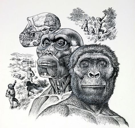 Australopithecus afarensis Prehistoric Humans, Australopithecus Afarensis, Homo Habilis, Early Man, Evolution Art, Prehistoric Man, Ap Studio Art, Human Evolution, Early Humans