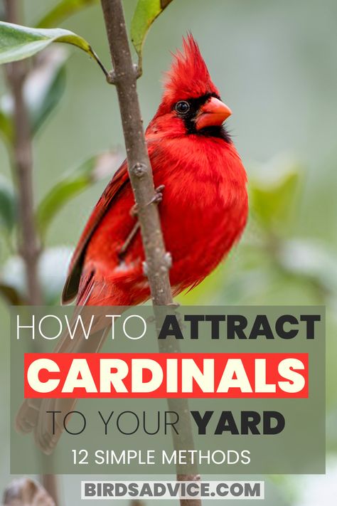 How To Attract Cardinals Diy Cardinal Bird Feeder, How To Attract Birds To Your Yard, Cardinal Vine, Cardinal Bird Feeder, Cardinal Bird House, Cardinal Wolsey, Cardinals In Winter, Cardinals Birds, Cardinal In Winter