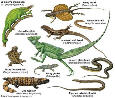 Lizard | reptile | Britannica.com Types Of Lizards, Lizard Types, Flying Lizard, Animal Infographic, Lizard Species, Colorful Lizards, Horned Lizard, Large Lizards, Embryonic Development