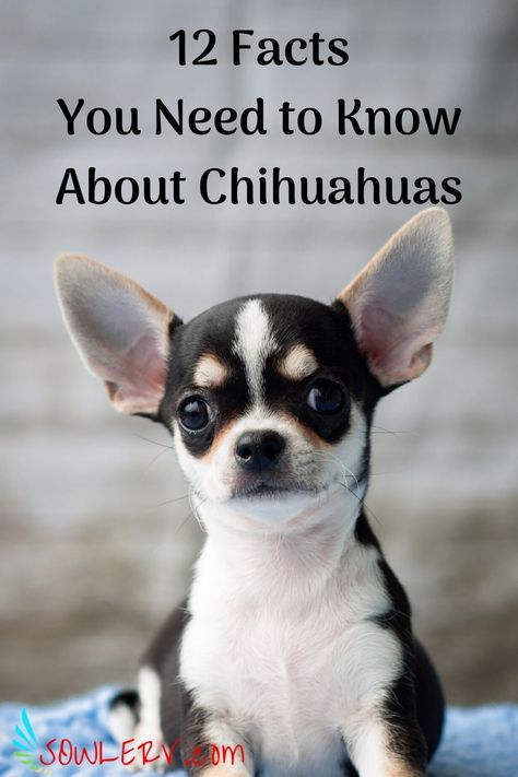 Chichuachua Chihuahua Dogs, Chihuahua Puppy Training, Chihuahua Facts, Chihuahua Breeds, Dog Fails, Puppy Drawing, Dog Grooming Business, Best Dog Training, Dog Facts