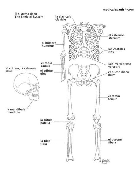 Spanish Illustration, Medical Interpreter, Medical Vocabulary, Medical Spanish, Spanish Animals, Medical Websites, Spanish Practice, Therapy Website, Spanish Pronunciation